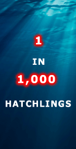 Only 1 sea turtle hatchling per 1000 will make it to adulthood.